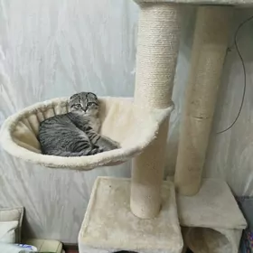 шотландская шиншилла девачка