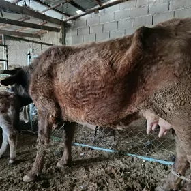 2 sany göleli sygyr