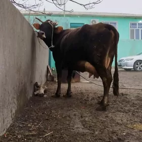 Şiwit Gölely sygyr