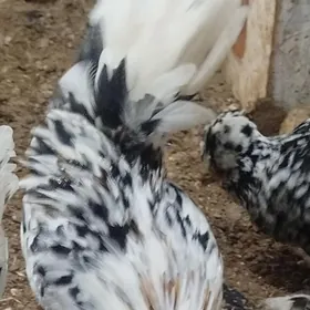 КАРЕЙ  ЯПОНСКИЙ