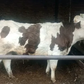 ойхайванлар