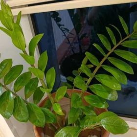 змей калкус цветок