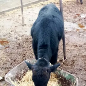 Öküz Çorny Piýastor 7 aýynda