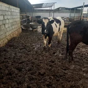 GARALA GALISDEÝIN TÜWE