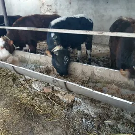 окуз сыгырлар