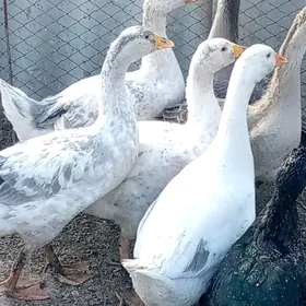 ördek guss martin jüýje