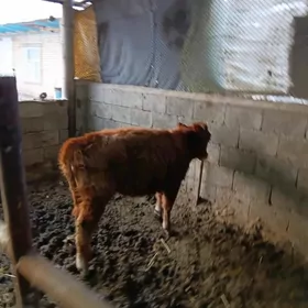 göleli sygyr yagdayy gowy