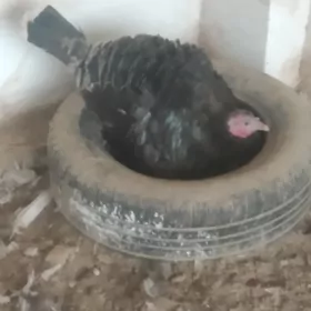 сатлык индук