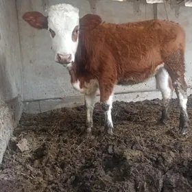 orginal smental unajyn