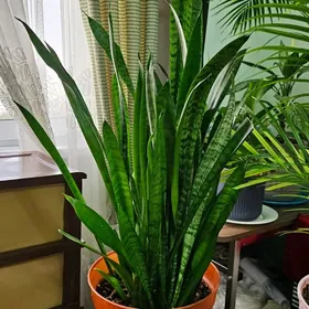 комнатные растения