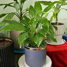 комнатные растения