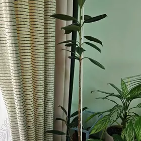 комнатные цветы