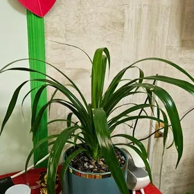 домашние растения