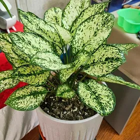 домашние растения