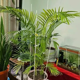 домашние растения