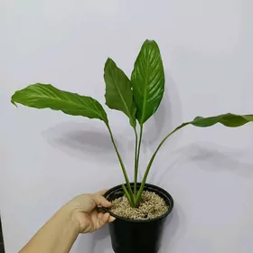 ЖЕНСКОЕ СЧАСТЬЕ