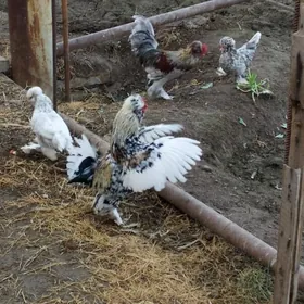 karlik troyka horazlar