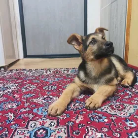 щенок немецкой овчарки