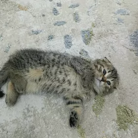 котята шотландские