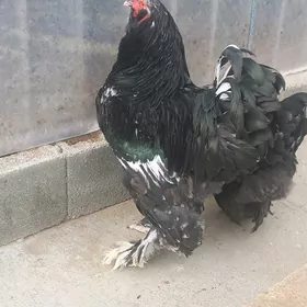 Brama özbek şazada