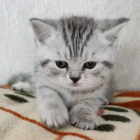 Продаётся котенок девочка