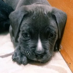 Кане Корсо клубные щенки