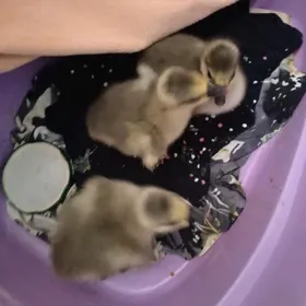 газ жужелер