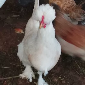 BALGAR TELPEKLI TOWUK