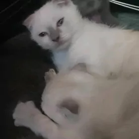 кошки pişikler