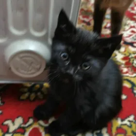 сиамский кот