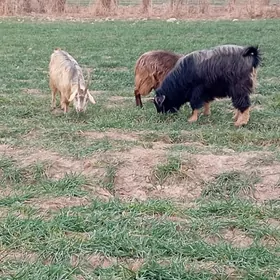 7 boğaz geçi 3 kette koçkar