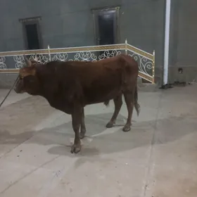 uly òkiz uly gòleli sygyr