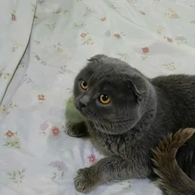 вислоухий кот