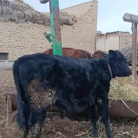 чорну пийостур унаджын