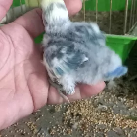 неразлучники попугаи