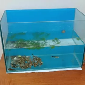 продаю аквариум с рыбками