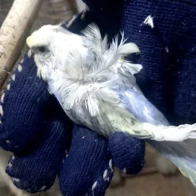 попугаи волнистые бабочки