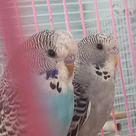 волнистые Чех и бабочки