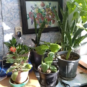 комнатные цветы