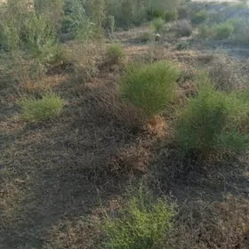 ℂ𝕠𝕝 𝕞𝕖𝕝𝕝𝕖𝕜