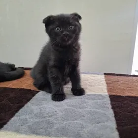 домашние животные