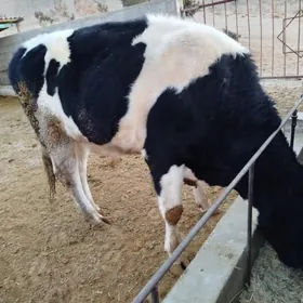 3sanak öküz satlyk