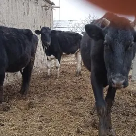 galyşteýin sygyrlar