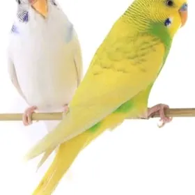 popugay gus setka kletk