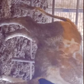 semental sygyr,сементал сыгыр