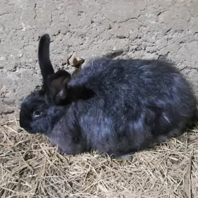 Крольчиха, Towşen 