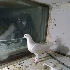 kepderi кепдери голуб