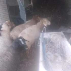 yetik bogaz goyunlar