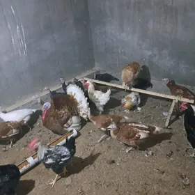 индюк юмуртга