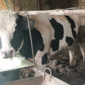 Galişteyin .Smental